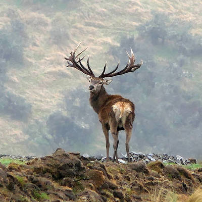 2027 400" Red Stag Special - 2x1
