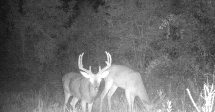 CANCELATION Rifle Whitetail Hunt