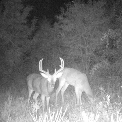 CANCELATION Rifle Whitetail Hunt