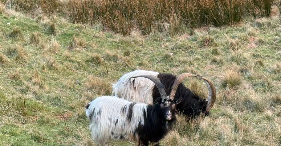 Feral Goat No trophy limit