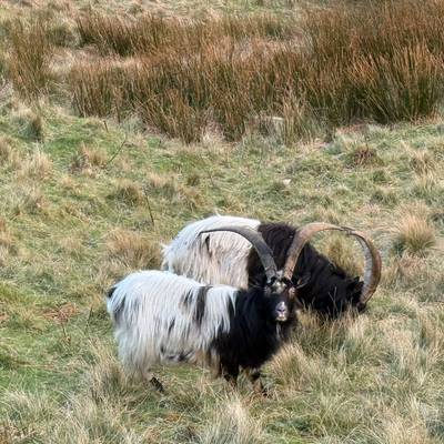 Feral Goat No trophy limit