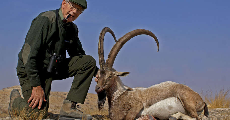 Sindh Ibex