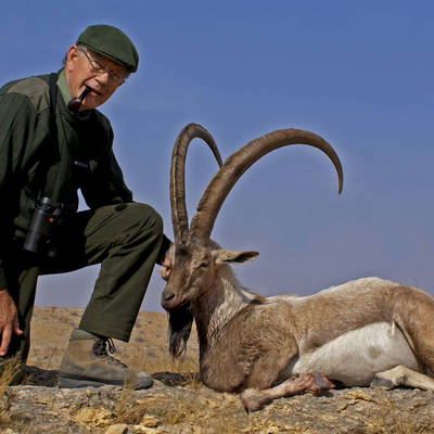 Sindh Ibex