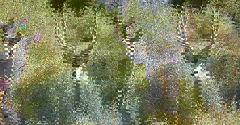 Mule Deer Hunt up to 199"