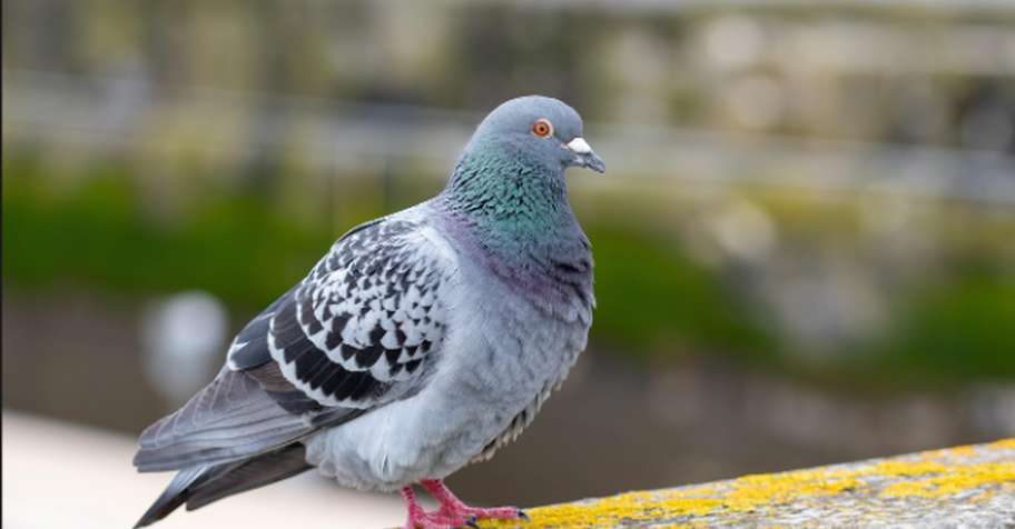 Pigeon Hunt