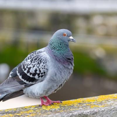 Pigeon Hunt