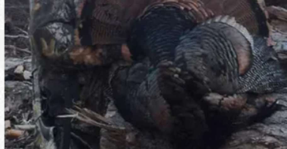 Maine Turkey Hunts - With Meals '26