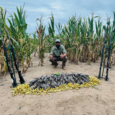 2-Day Dove & 2 Day Pigeons - 1 Hunter