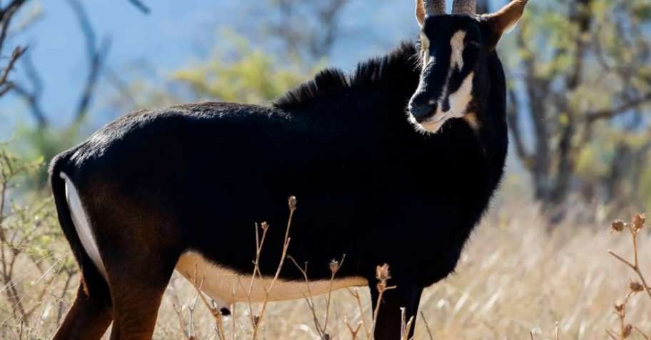 Eastern Cape Sable & Roan Combo