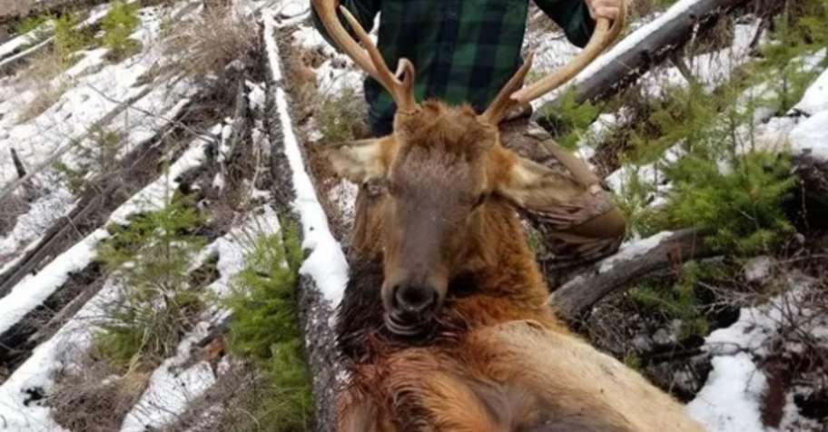 Fully Guided 6 Day Bull Elk Hunt x2