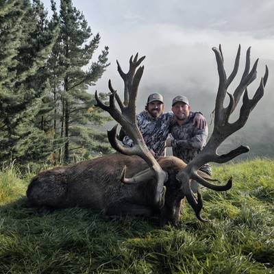New Zealand Red Stag 431-460 SCI