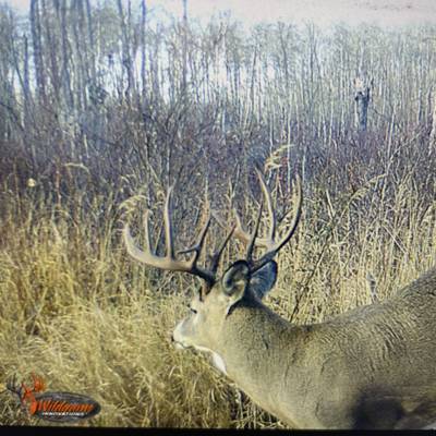 Whitetail Deer Hunt, First Week Rifle.