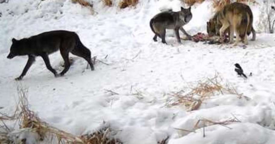 Exclusive Guided Wolf Hunt (6-Day)
