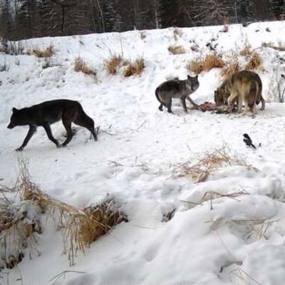Exclusive Guided Wolf Hunt (6-Day)