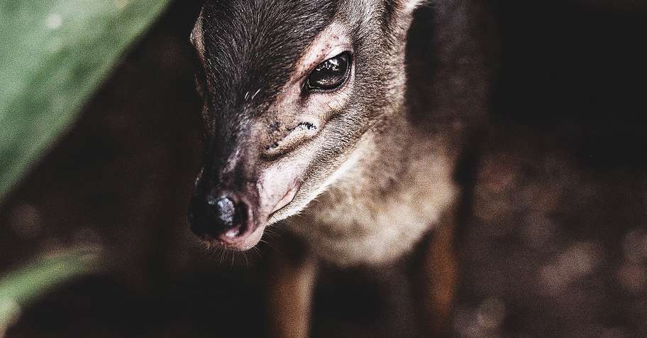 Zanzibar Duiker Hunt