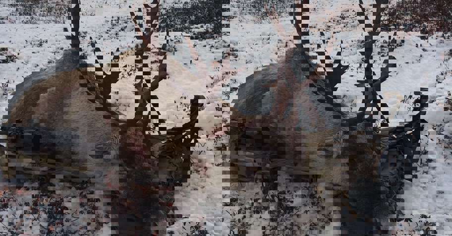 Woodland Caribou Cancellation Hunt