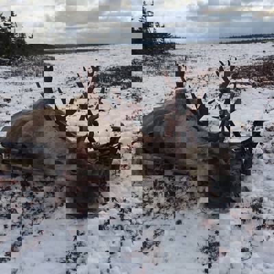 Woodland Caribou Cancellation Hunt