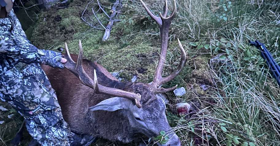Red & Sika Stag Hunt