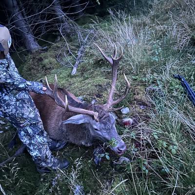 Red & Sika Stag Hunt