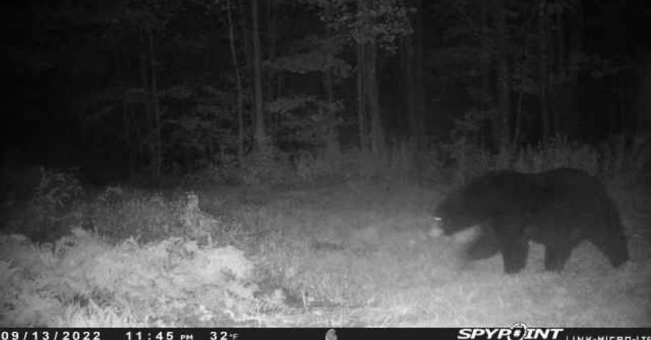 Bear hunts