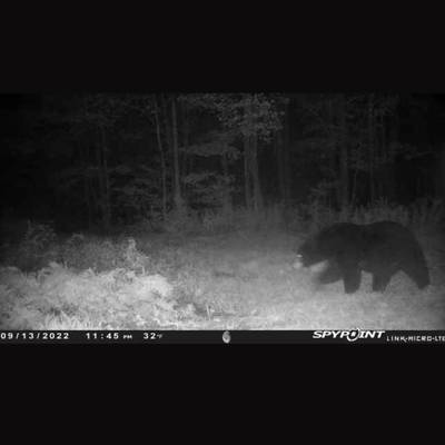 Bear hunts