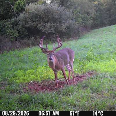 WHITETAIL DEER BUCK / BEAR COMBO 3 DAY