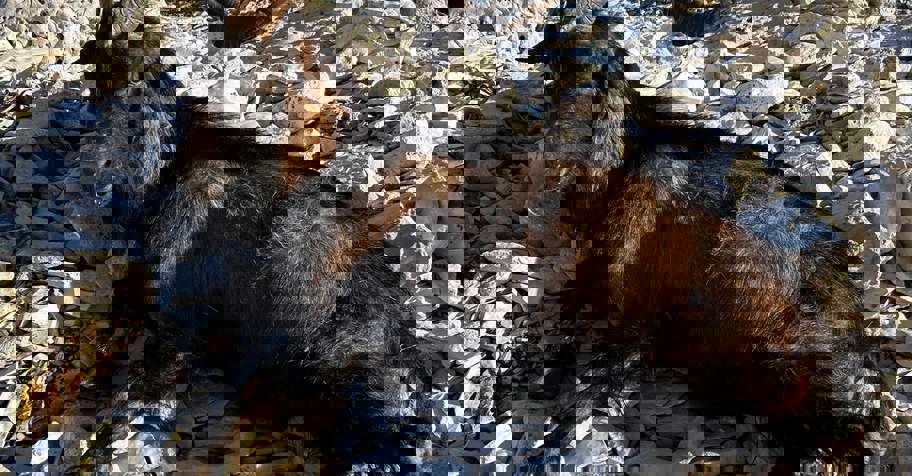 Island Feral Goat and Wild Boar Hunt