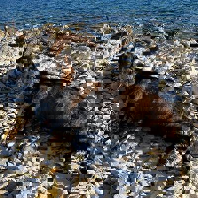 Island Feral Goat and Wild Boar Hunt