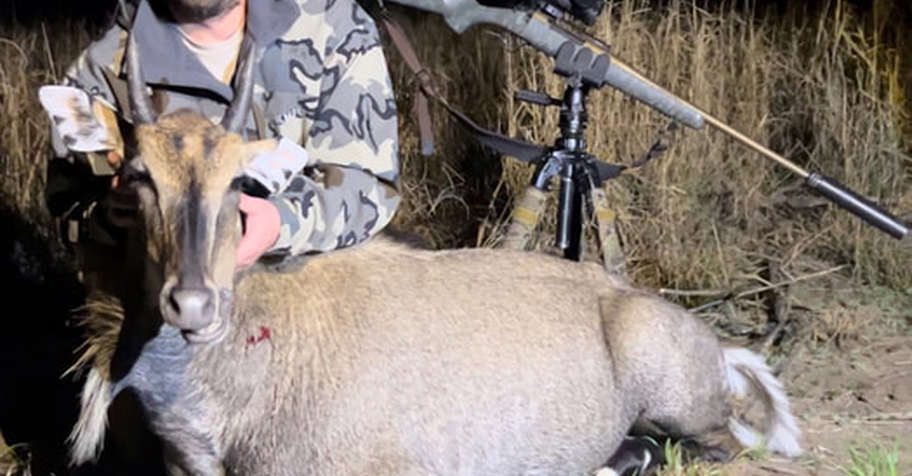 Texas Nilgai Bull Hunt