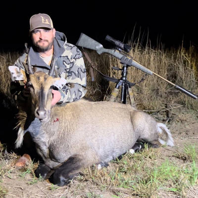 Texas Nilgai Bull Hunt