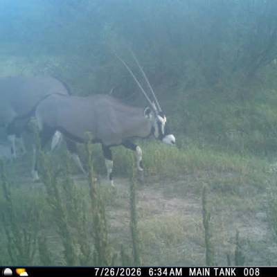 West Texas Aoudad & Oryx Hunts