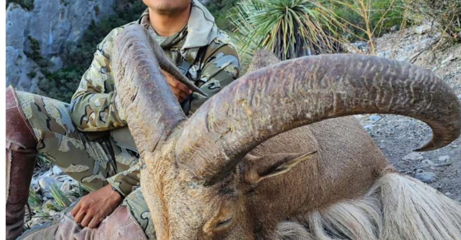 AOUDAD FREE RANGE HUNT 2026