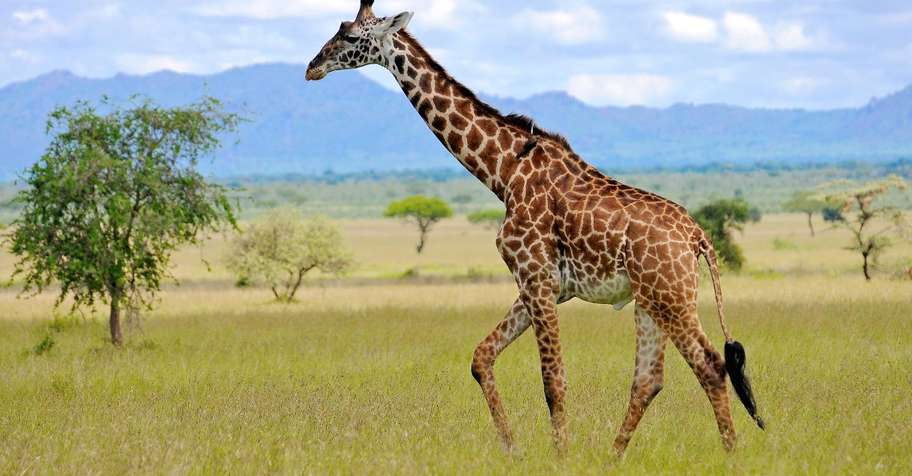 Giraffe Cull Hunt Package