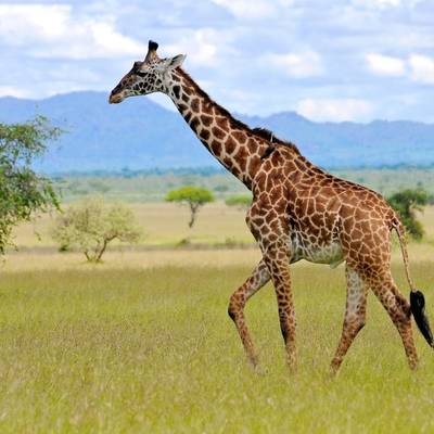 Giraffe Cull Hunt Package