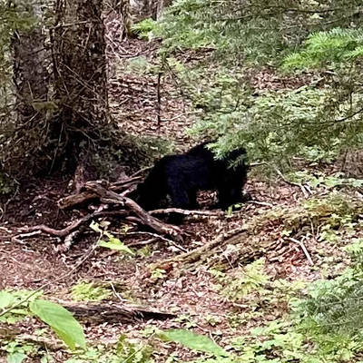 Spring Black Bear