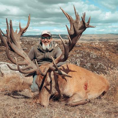 Red stag 500 inches +