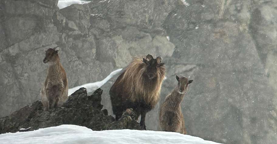 2 Hunters - 2 Tahr HALF PRICE