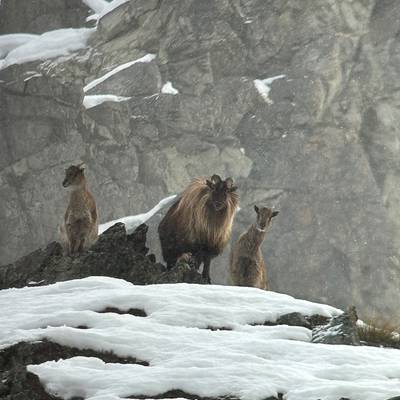 2 Hunters - 2 Tahr HALF PRICE