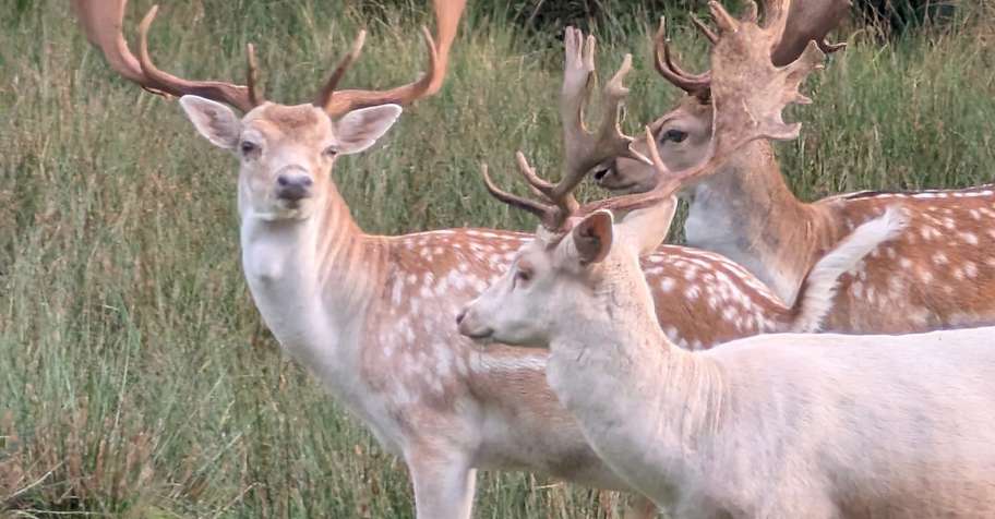 Fallow deer