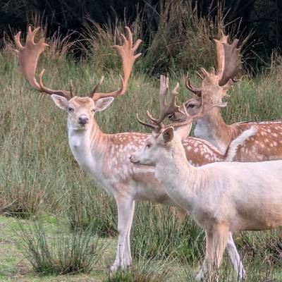 Fallow deer