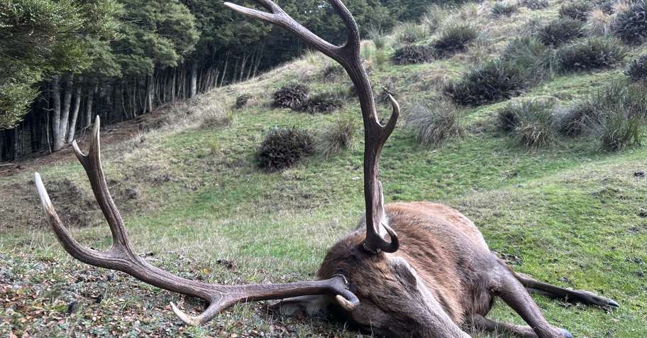 Free Range Red Stag Hunt