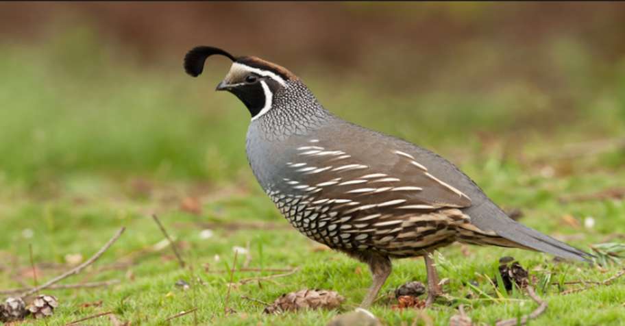 Quail Hunt