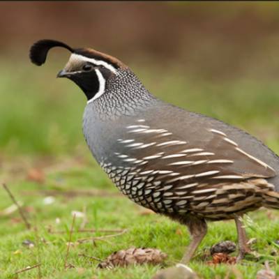 Quail Hunt