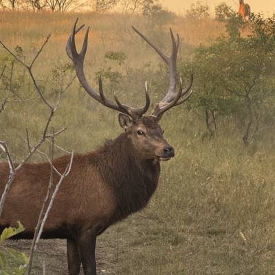 Red Stag  food and lodging.