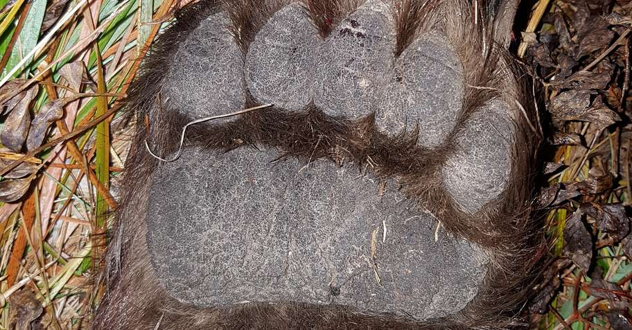 Opening season brown bear hunt