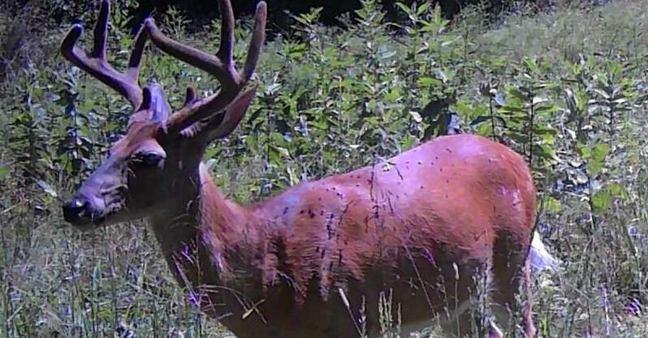 DEER BUCK Archery LATE 25 DAY HUNT
