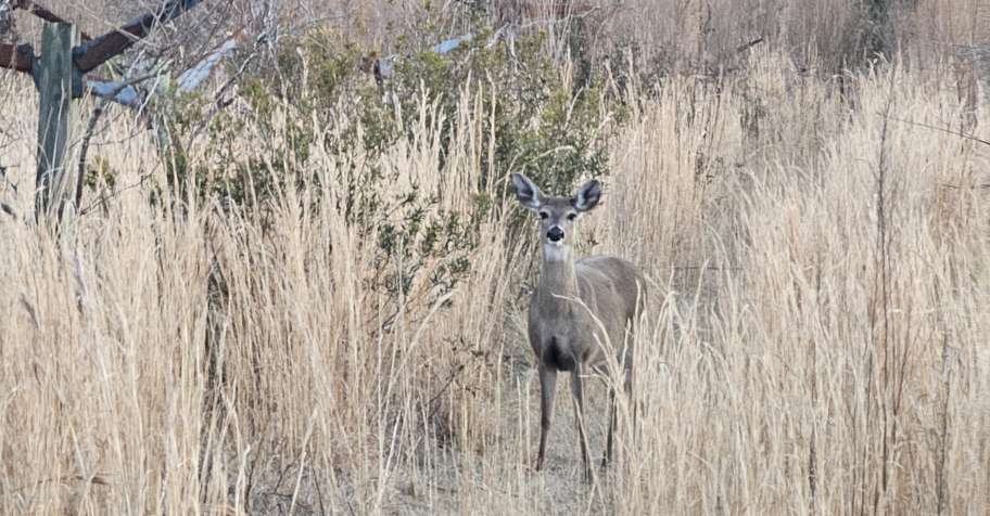 3-day White Tail Deer Package- Farmstay