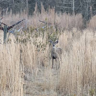 3-day White Tail Deer Package- Farmstay