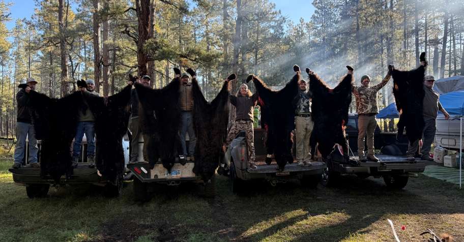 High-Success Arizona Black Bear