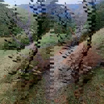 3 Day Red Stag Hunt (10+ points)